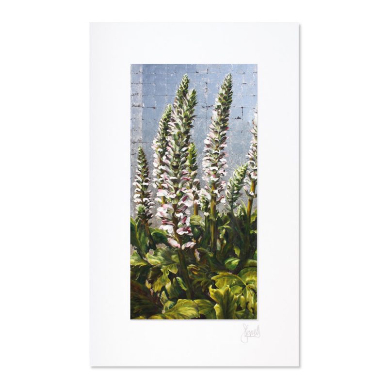 Mounted Print - Acanthus Maximus - Image 2