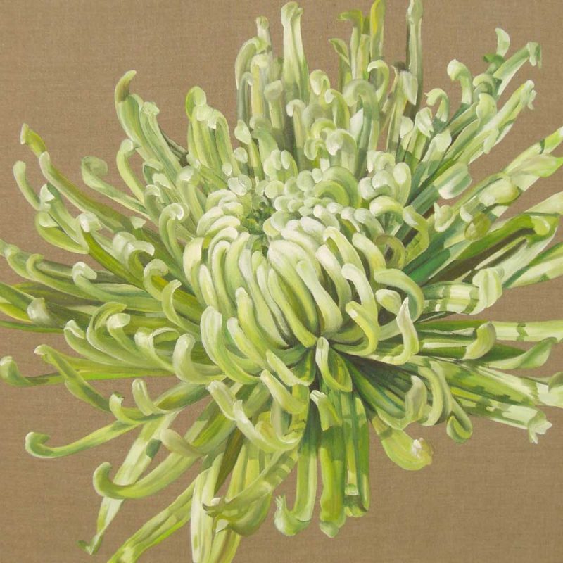 Green Anastasia chrysanthemum on linen background painting by UK floral artist Sarah Caswell