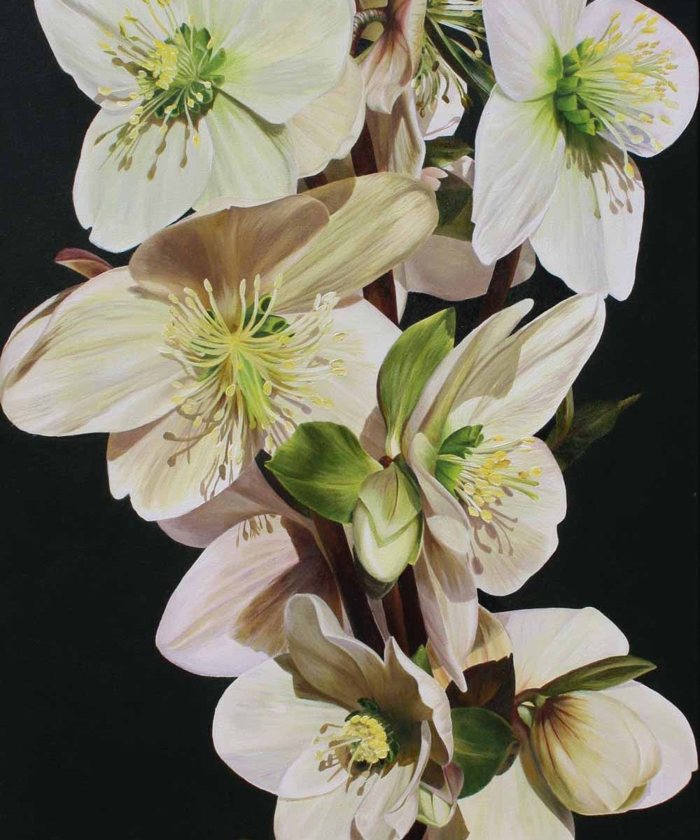 White and green hellebores on deep green background painting by UK floral artist Sarah Caswell