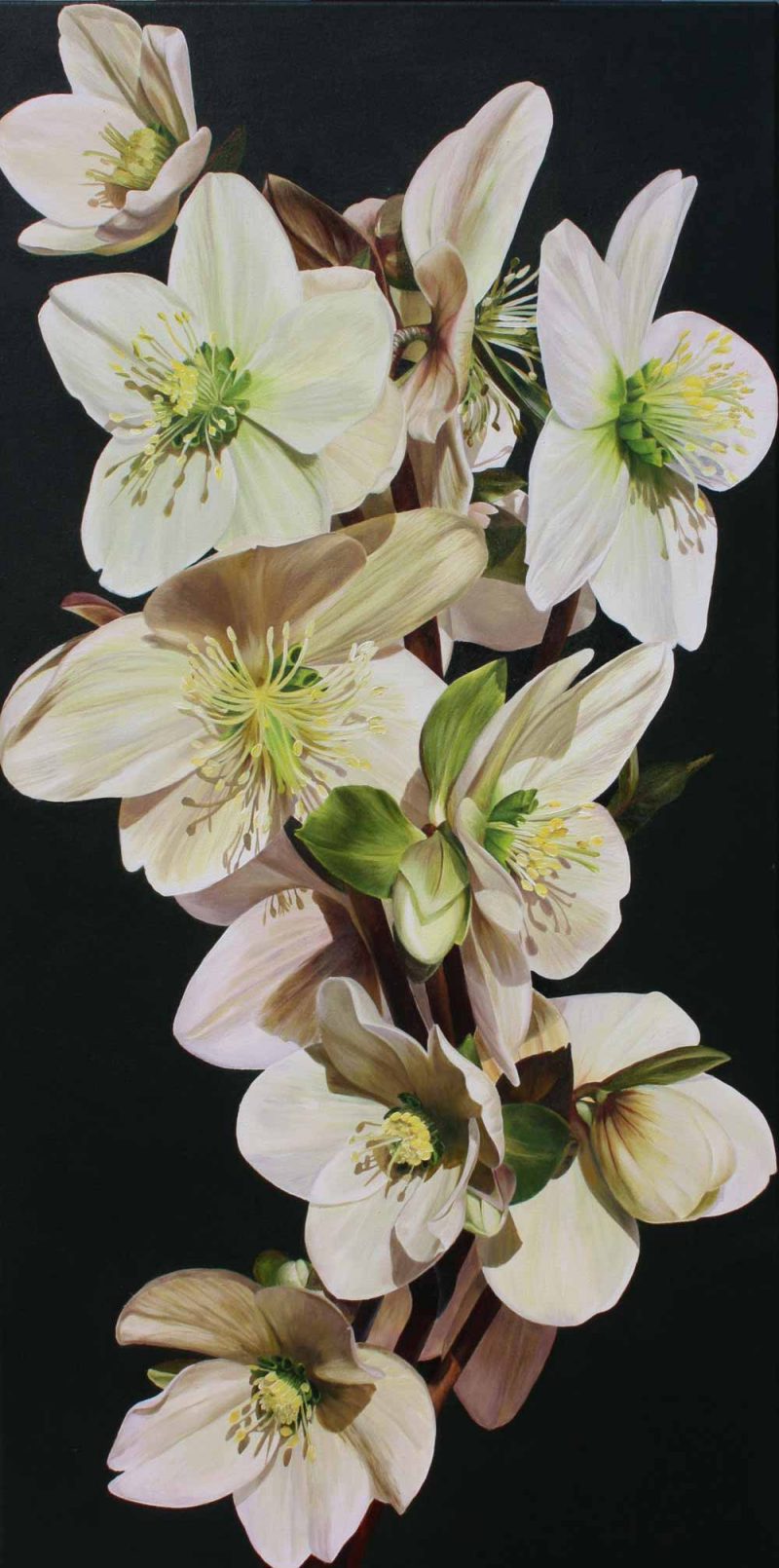 White and green hellebores on deep green background painting by UK floral artist Sarah Caswell