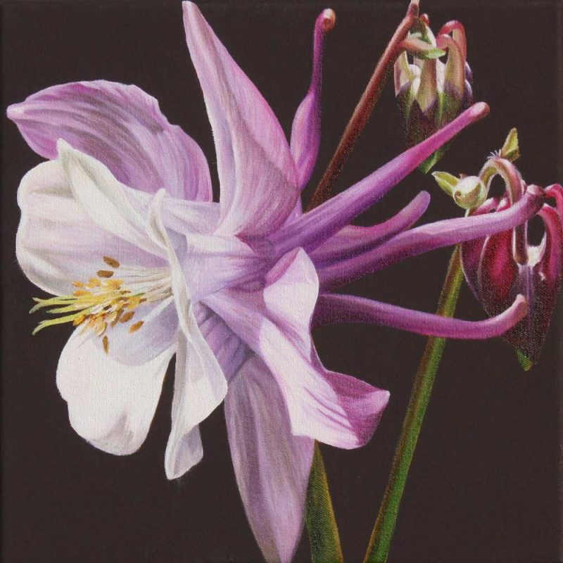 Mauve and white aquilegia on chocolate background painting by UK floral artist Sarah Caswell