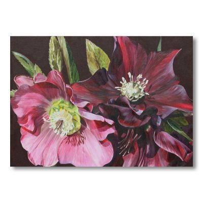 Pink and burgundy hellebores on a black background painting by Sarah Caswell