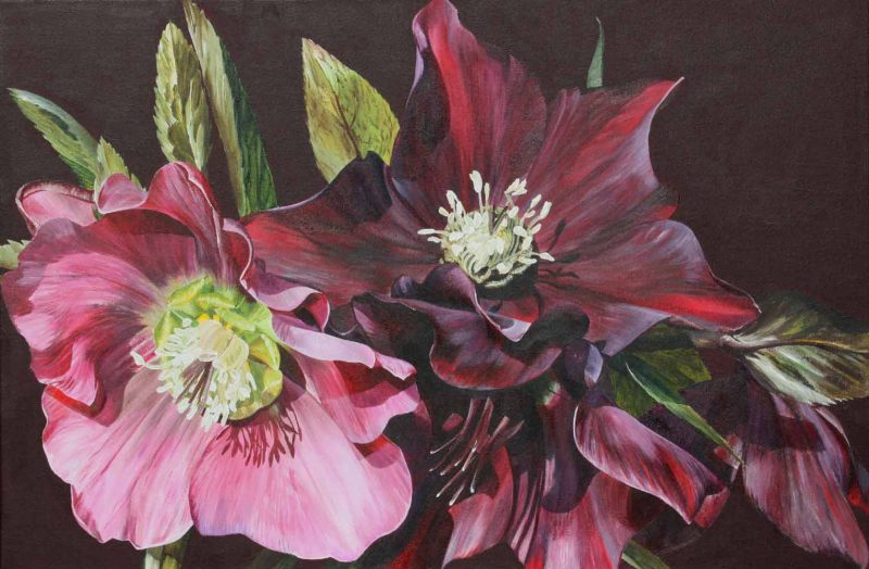 Pink and burgundy hellebores on deep green background painting by UK floral artist Sarah Caswell