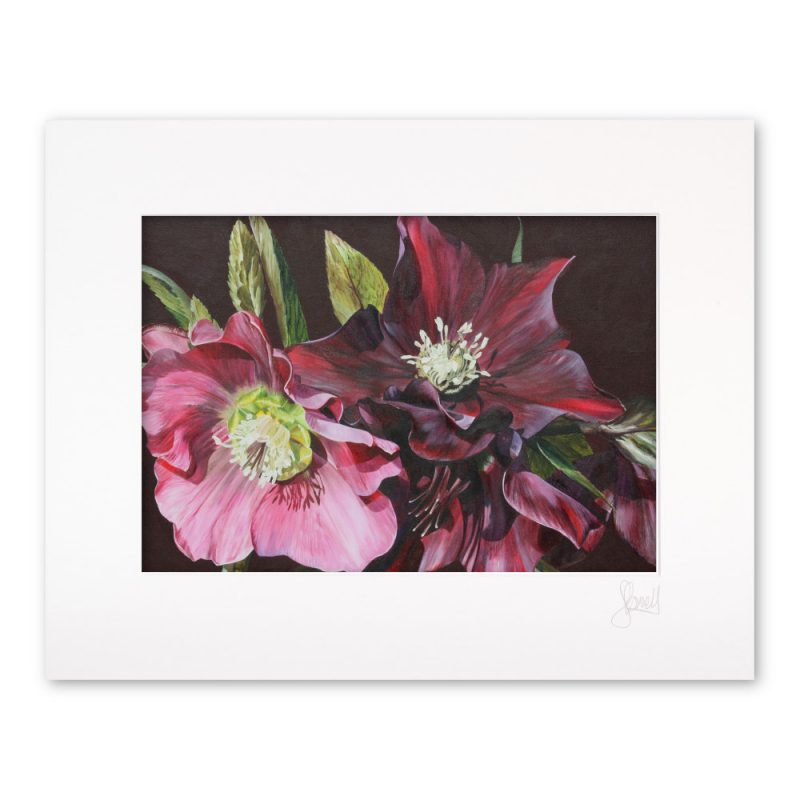 Mounted Print - Gothic Hellebore - Image 2