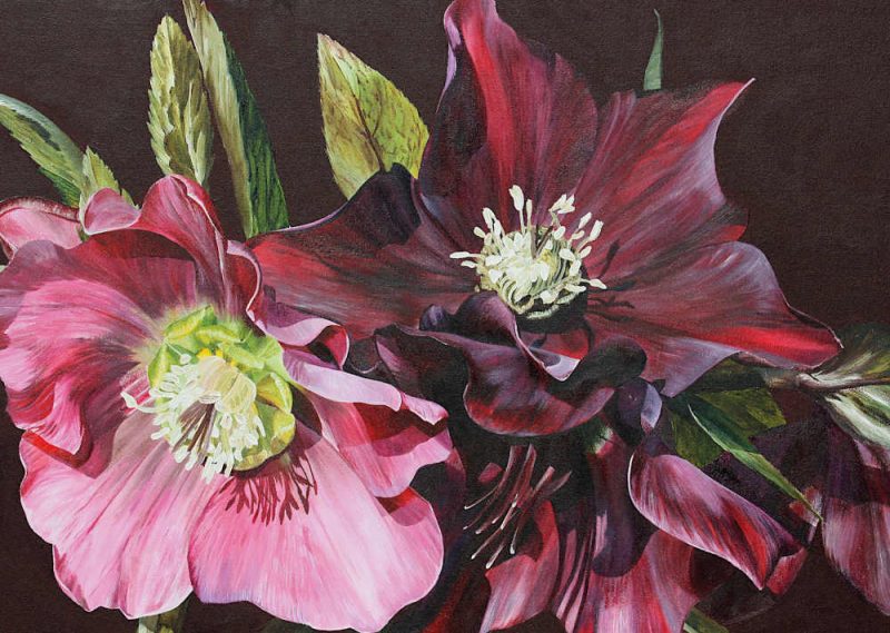 Mounted Print - Gothic Hellebore