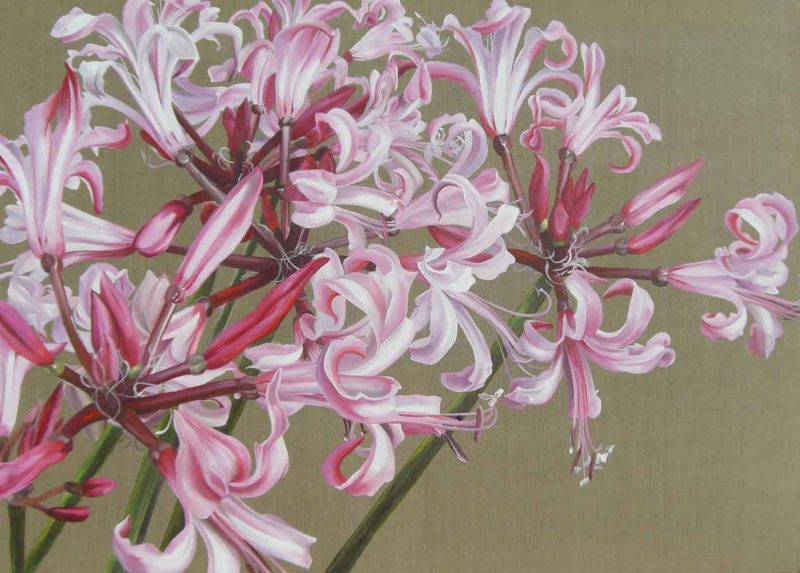 White and pink nerines on natural linen background painting by UK floral artist Sarah Caswell