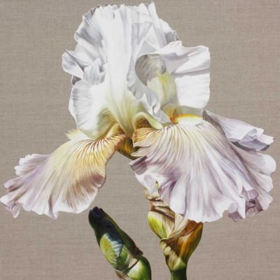 White and lavender Cayeux iris Ciel Gris on linen background painting by UK floral artist Sarah Caswell