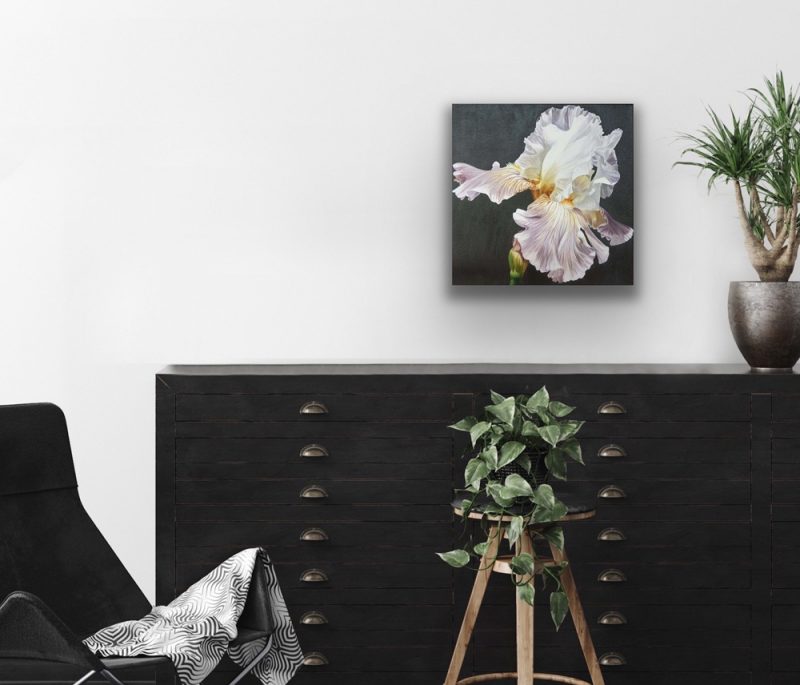 Original acrylic painting on cotton canvas of a pale lavender and white bearded iris in bright sunshine. Shown in a home setting.