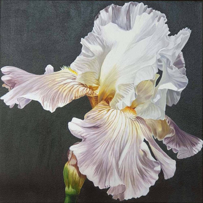 Original acrylic painting on cotton canvas of Pale lavender and white bearded iris in bright sunshine on cast iron painted ground.