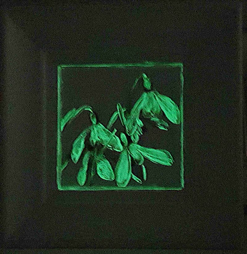 Artist Support pledge #9. Snowdrops in glow in the dark paint. Original acrylic sketch by UK Floral Artist Sarah Caswell on canvas board.