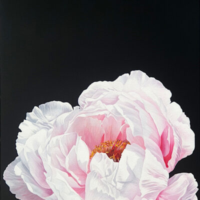 Pale pink tree peony on deepest black background. Original acrylic painting.