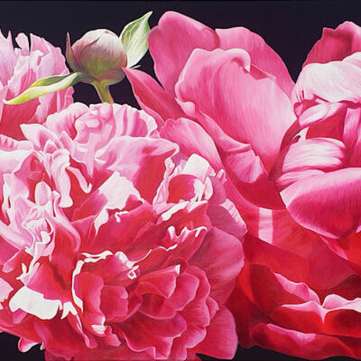 Rich magenta peony varieties on deepest black background. Original acrylic painting.