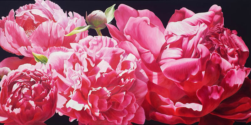 Rich magenta peony varieties on deepest black background. Original acrylic painting.