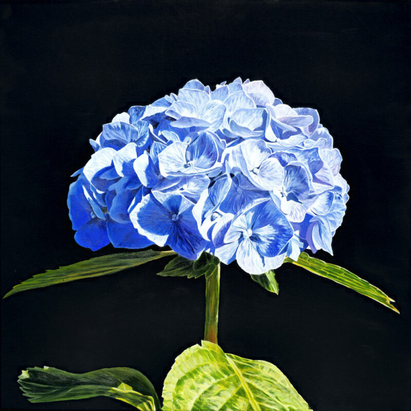 Blue Hydrangea